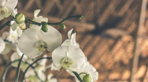 plantele care atrag norocul dragostea bunastarea in casa lista