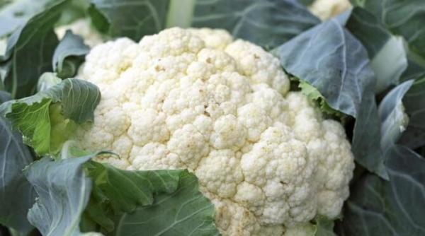 conopida in crema de branza este mai buna decat cartofii si are 160 de calorii