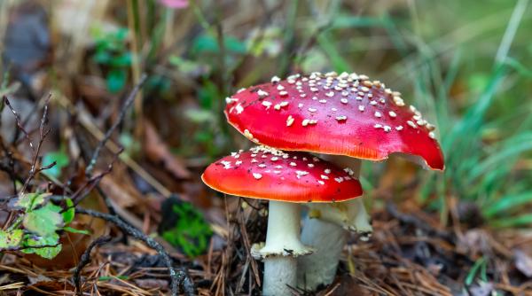 o ciuperca magica care te poate innebuni este legala in unele state