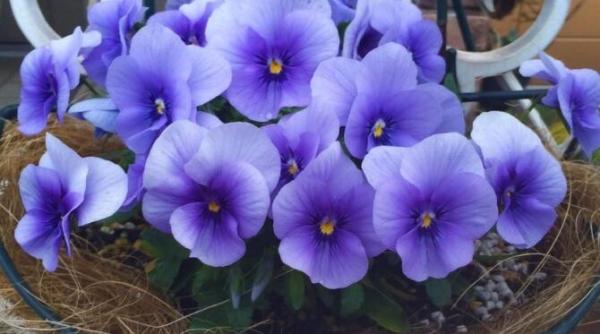 violetele de pe pervaz vor inflori mereu trucul cu apa fierbinte