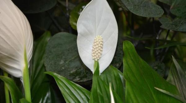 aceste plante ar trebui sa fie in casa fiecarei fete deoarece atrag dragostea