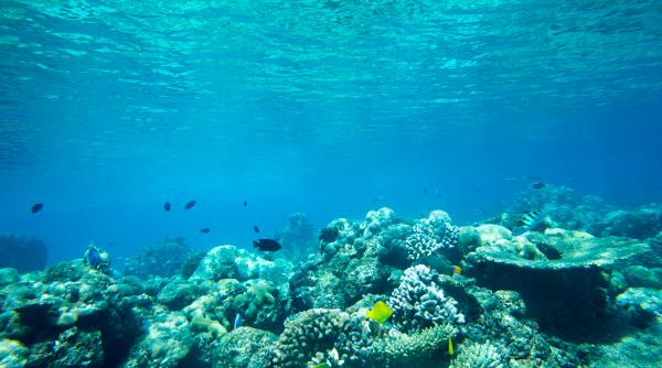 cercetatorii vor ca oceanul sa fie considerat fiinta vie si sa aiba drepturi