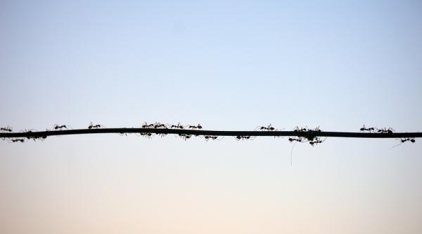 furnica electrica depistata in premiera in franta de ce este o specie foarte periculoasa