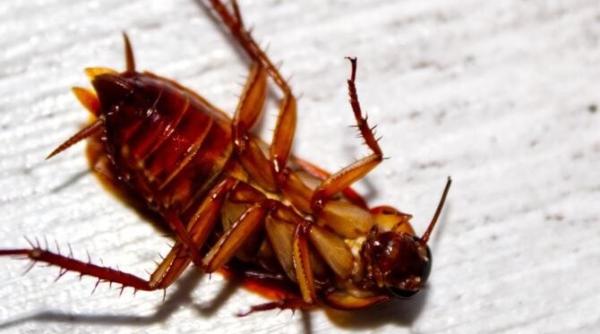 cum sa scapi pentru totdeauna de gandacii de bucatarie 4 metode eficiente