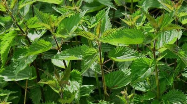 doua ingrasaminte naturale sunt pe placul plantelor tale gradinarii au dezvaluit secretul