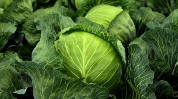 cum se pastreaza varza pentru iarna o tehnica simpla pe care nu toata lumea o stie