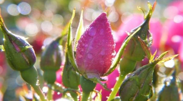 pregatiti trandafirii pentru iarna nu vor ingheta si vor inflori magnific anul viitor