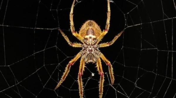 scapa de paianjenii din casa