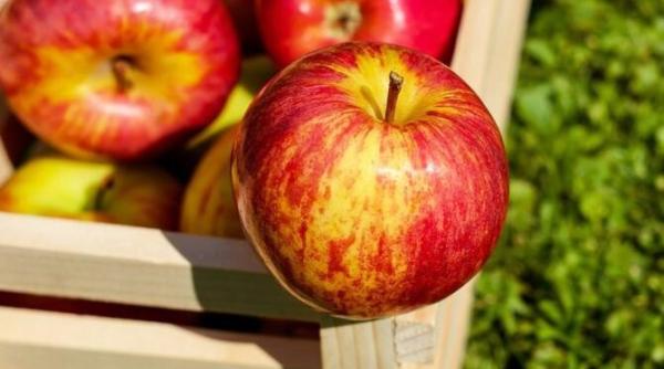 trucuri pentru pastrarea merelor iarna nu isi vor pierde gustul si vitaminele pana in primavara