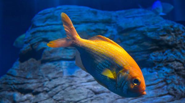 cum se scarpina pestii n o sa ti vina sa crezi de ce sunt in stare sa faca pentru a scapa de mancarimi