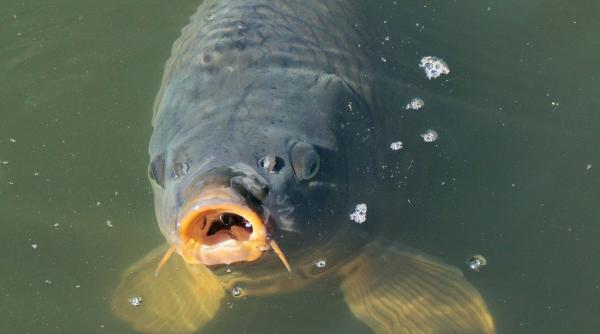 crap urias de peste 30 de kilograme prins intr un lac din judetul bacau