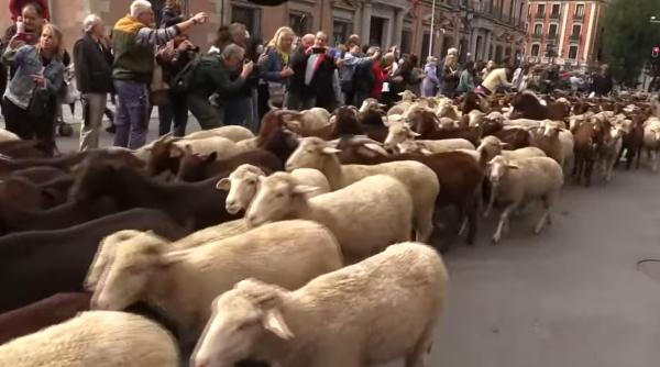 mii de oi au trecut duminica prin centrul madridului manate de ciobani