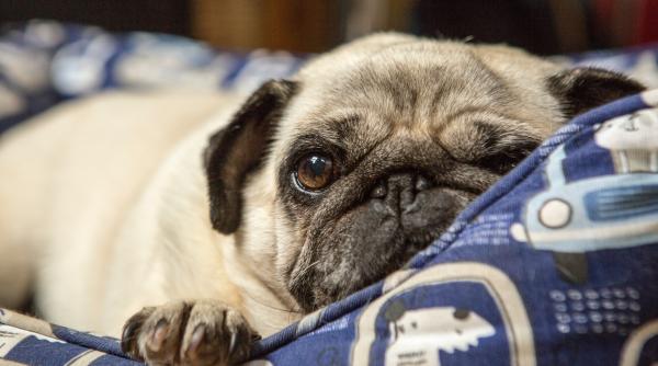 nu ai timp sa te joci cu animalutul tau iata care sunt cele mai lenese si mai somnoroase rase de caini