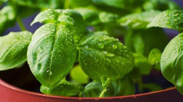 tocmai ai cumparat o planta de busuioc iata ce trebuie sa faci ca sa reziste mai multe luni