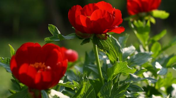 bujorul floare nationala a romaniei klaus iohannis a semnat decretul