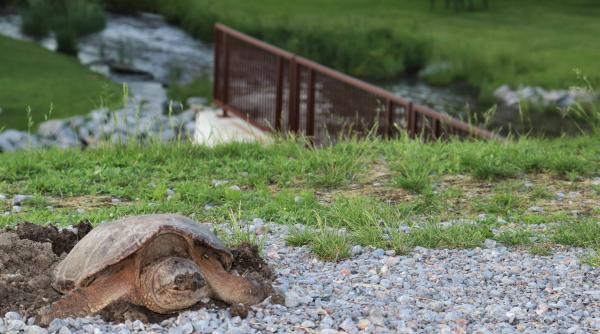 cei tacuti pot vorbi cum comunica animalele din oceane oamenii de stiinta au fost uimiti