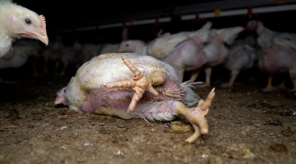 investigatie sub acoperire in fermele de pui din germania imagini de groaza cu puii care ajung pe rafturile lidl video precizarile lidl romania pentru dcnews