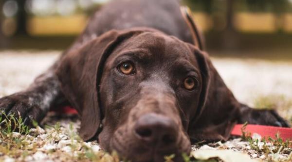 le place sau nu cainilor sa fie mangaiati