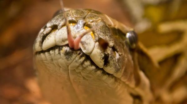 o femeie a fost inghitita de un piton imens cum a fost gasita foto in articol