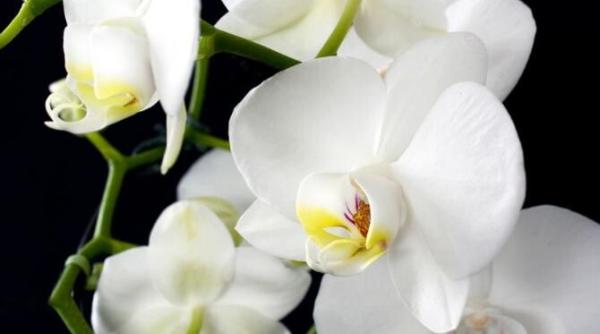 scufunda frunzele ordiheei in apa si bucura te de magia care va urma