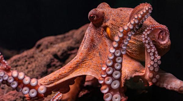 veninul unei caracatite din australia leac impotriva cancerului