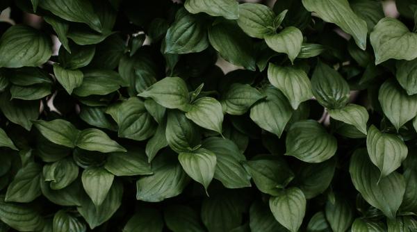 cum reactioneaza plantele la traume si stres oamenii de stiinta au aflat