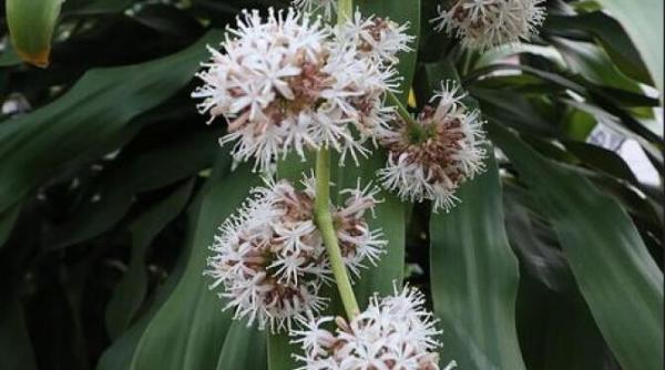 super ingrasamant din ciuperci pentru plantele de camera pana si arborele banilor va inflori