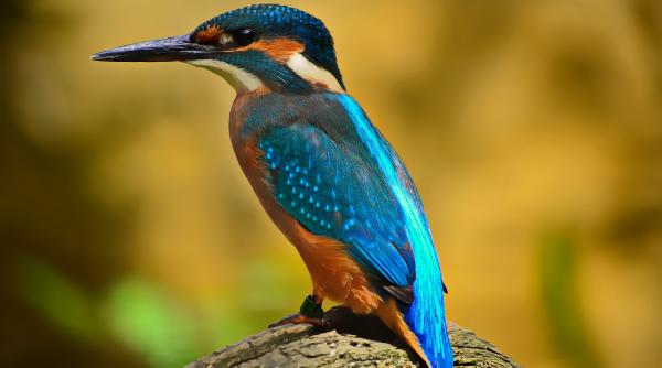 cercetatorii au concluzionat cantecul pasarilor imbunatateste sanatatea mintala