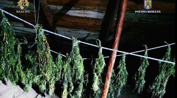 neamt trei agricultori atipici au fost retinuti de diicot acestia ar fi infiintat o cultura de cannabis pe un teren viran