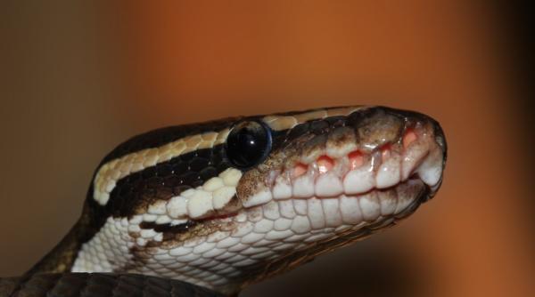 o cobra regala a evadat din gradina zoo si este de negasit in suedia