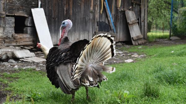 tara in care fermierii sunt obligati sa tina gainile si curcanii in casa