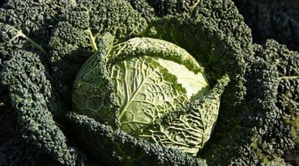 chipsuri de varza kale delicioase crocante si sanatoase copiii le vor adora