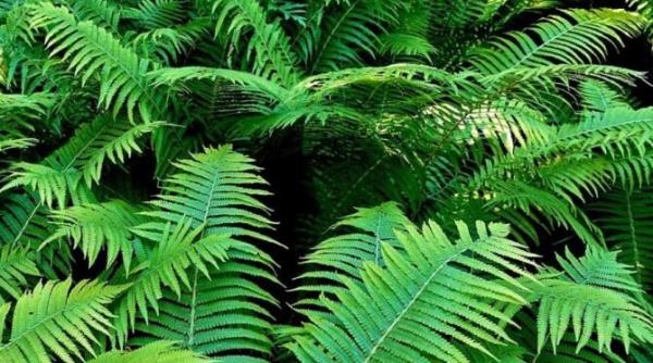 aveti o feriga in casa gradinarii au dezvaluit ce trebuie sa faceti ca planta sa nu se usuce