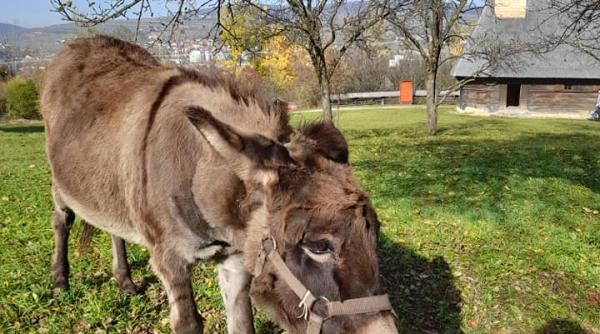 cum arata parcul etnografic national romulus vuia din cluj napoca primul muzeu in aer liber din romania foto