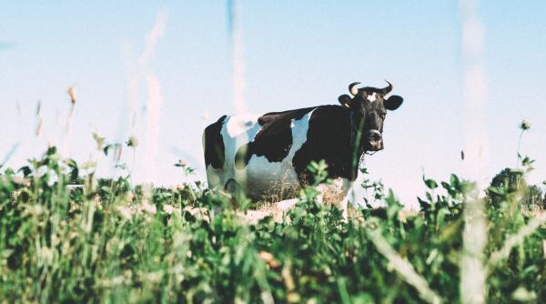 accident pe dn1 cu un autocar si doua autoturisme provocat de un taur