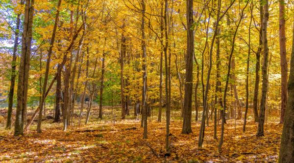 cadavrul unei femei din mehedinti gasit in padurea balotesti
