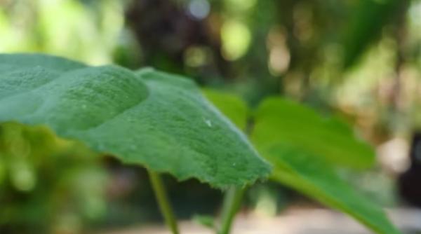 planta pe care daca o atingi te face sa te sinucizi nu ai vrea sa calci accidental pe ea