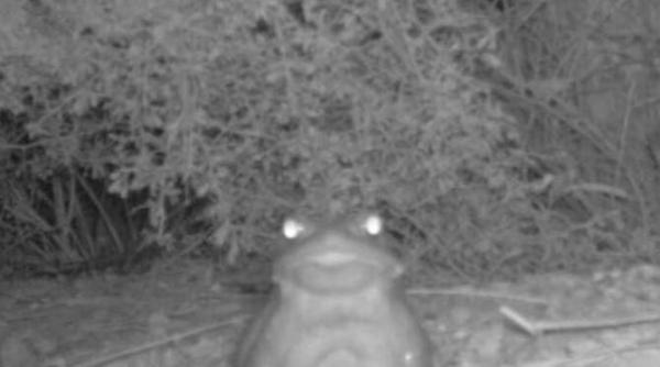 nu lingeti broasca oricat de stupid ar suna este anuntul unui parc natural pentru publicul vizitator