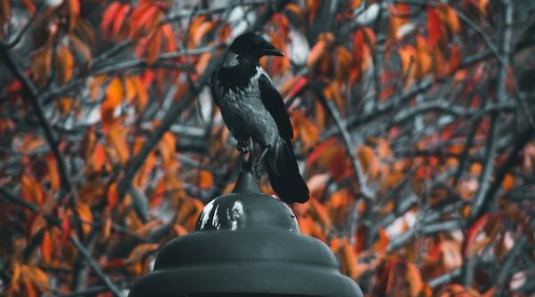 anm prognoza meteo vremea pana in 20 noiembrie pe regiuni se raceste si va ploua