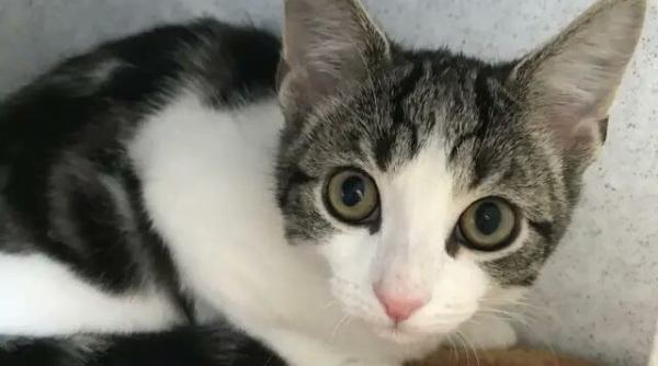 pisica fara gen specimen unicat in lume nu i nici femela nici mascul