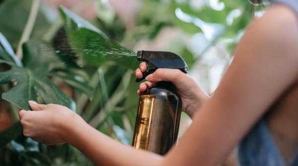 de ce sa nu mai pulverizezi plantele cu ingrasaminte chimice faci o mare greseala