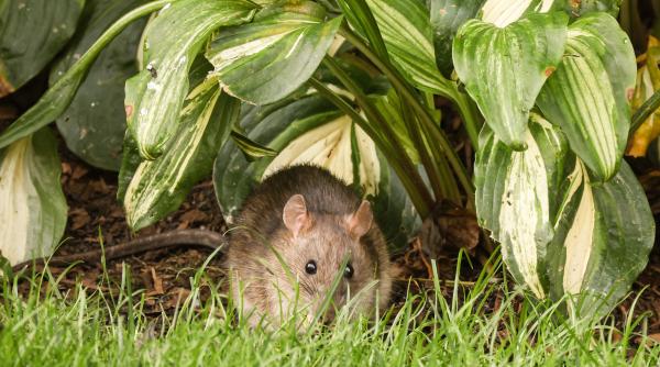 ce zi este azi ziua soriceilor fantezi si a prevenirii si tratarii pneumoniei