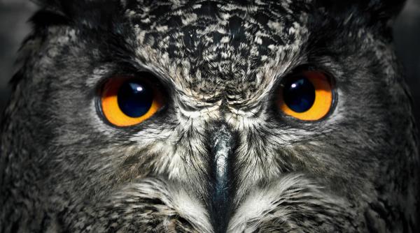 o noua specie de bufnita descoperita in padurile tropicale din africa centrala