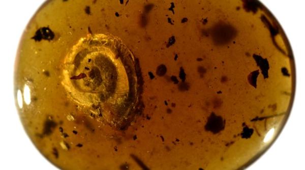 un melc paros vechi de 99 de milioane de ani gasit conservat in chihlimbar