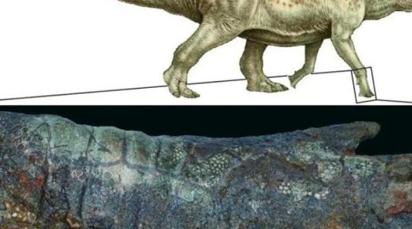 dakota hadrozaurul mumie care i a uimit pe paleontologi