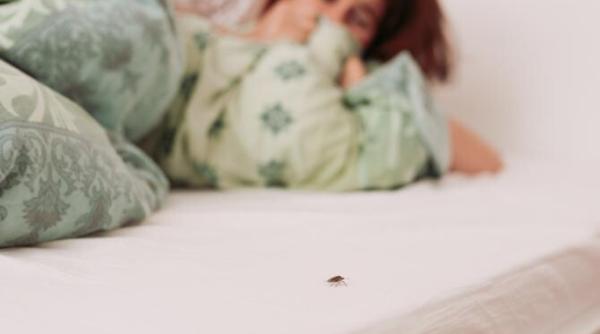 in pat cu dusmanul sau lupta de zi cu zi impotriva plosnitelor de pat pentru nopti linistite