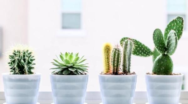 plantele de interior care pot absorbi energia negativa