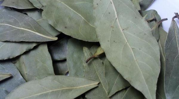 pune frunze de dafin in frigider iata de ce trebuie sa o faci