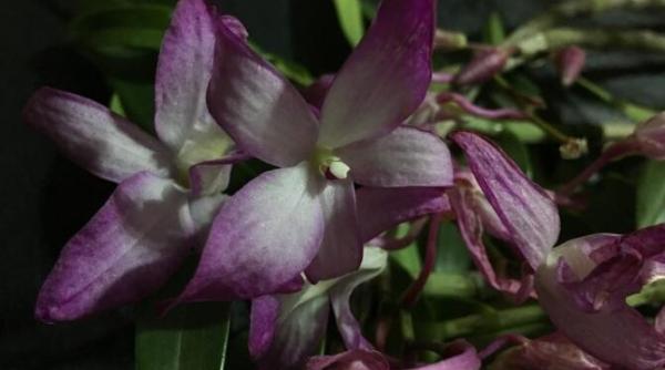 un mod neobisnuit cu care poti invia o orhidee ofilita