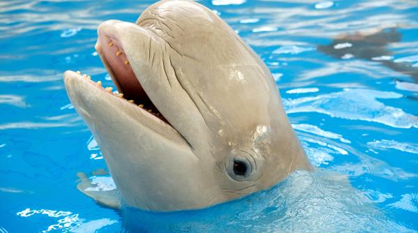 minune a naturii delfinul alb cu gps in creier stie sa comunice prin 100 de strigate diferite
